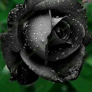 Meet your Posher, Brett